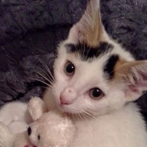 Meet your Posher, Starr